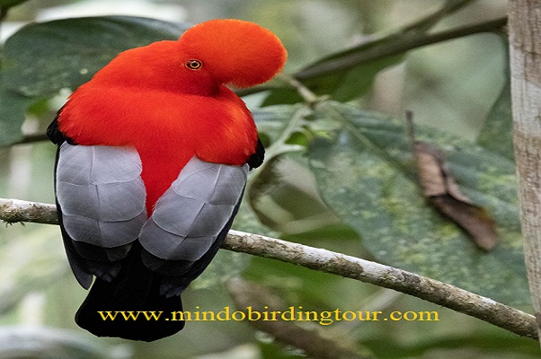 ecuador birding tour